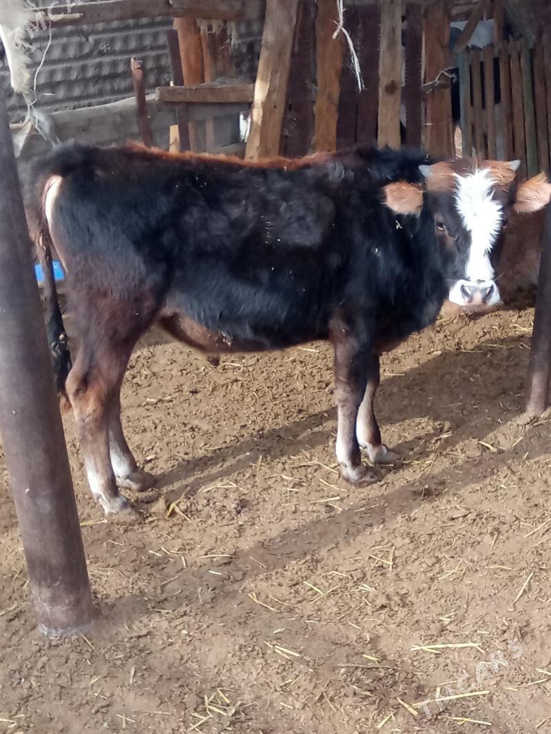 oküz - Эсенгулы - img 2