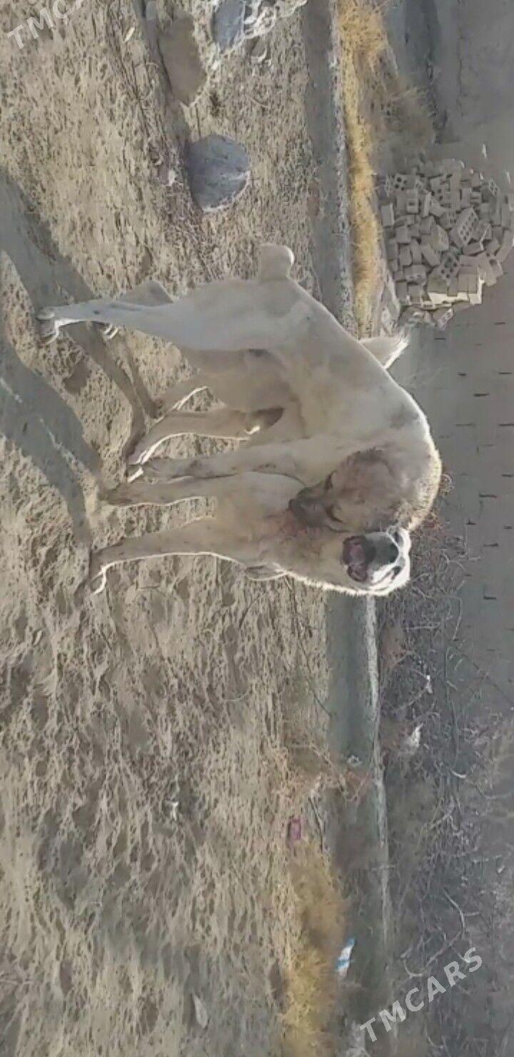 Gonurja - Бахарден - img 1