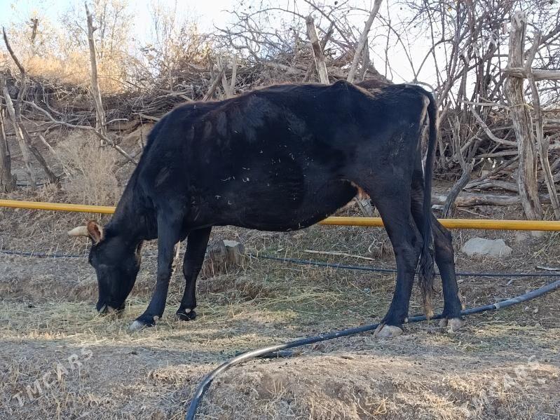 bogoz sygyr - Bäherden - img 3