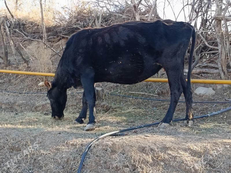 bogoz sygyr - Bäherden - img 2