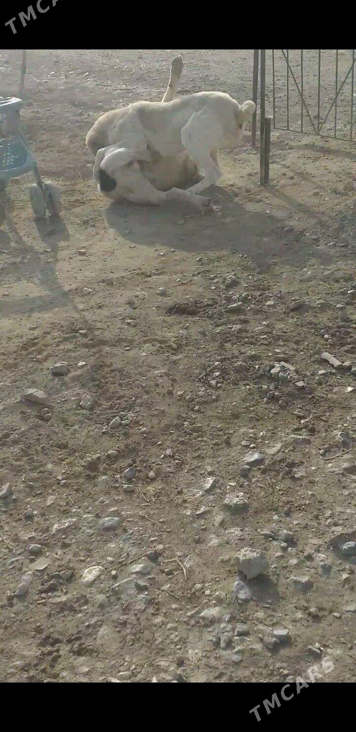 Gonurja - Бахарден - img 2