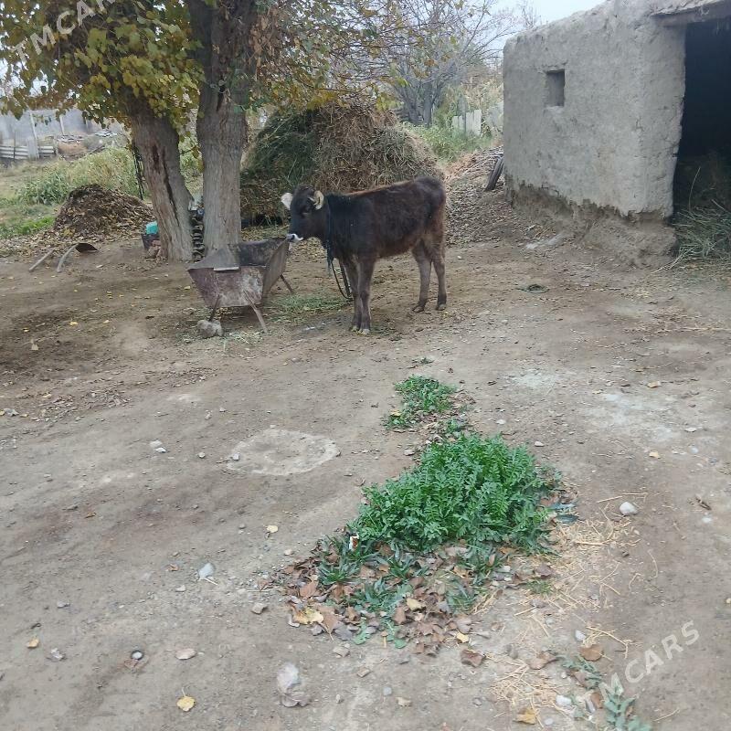 TÙWE - Бахарден - img 2