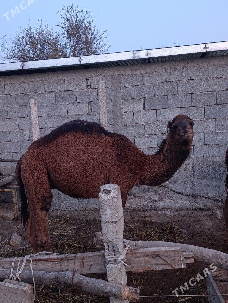 Ogşuk - Gökdepe - img 3