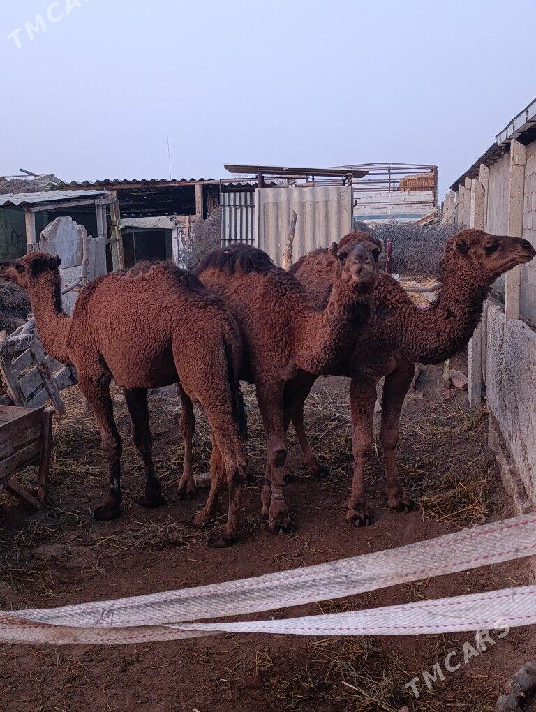Ogşuk - Gökdepe - img 2