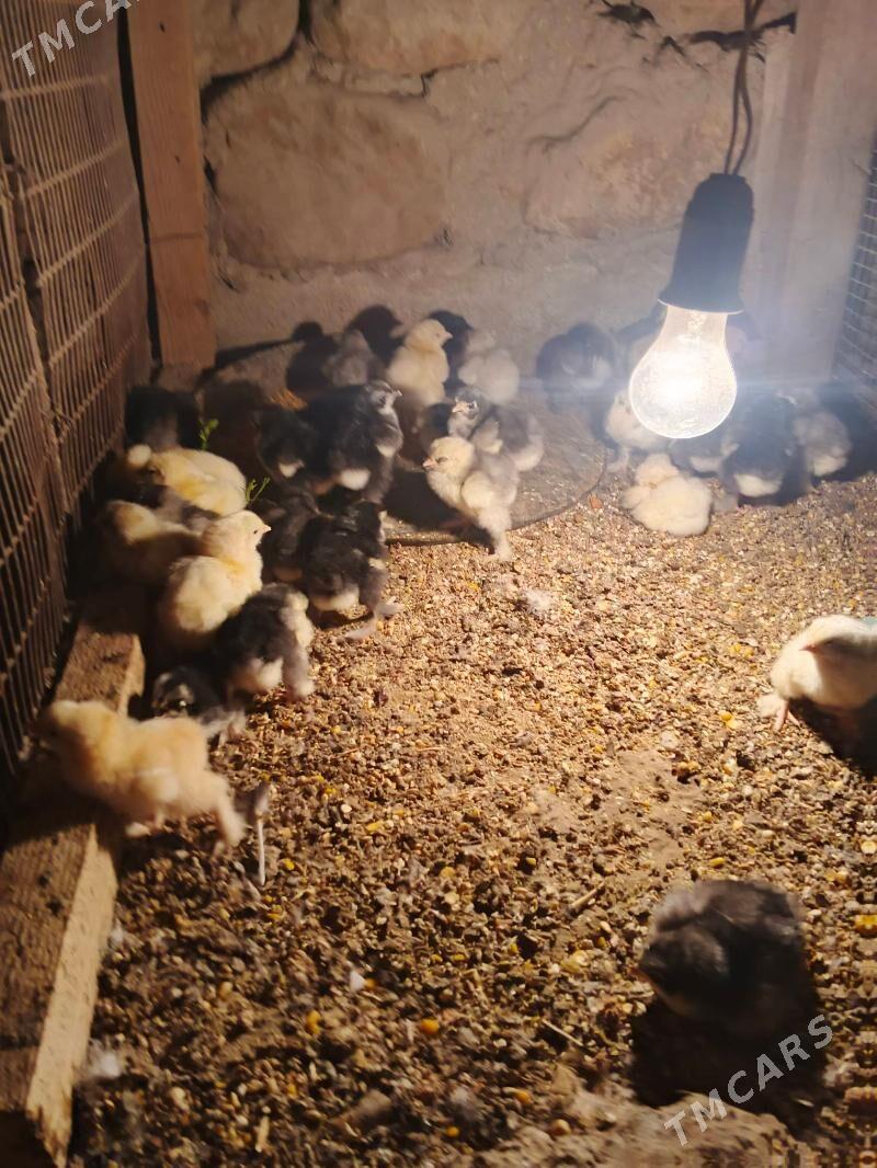 brama - Джебел - img 2