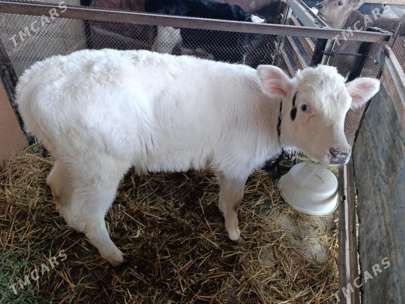 Göleler öküzler - Gökdepe - img 3