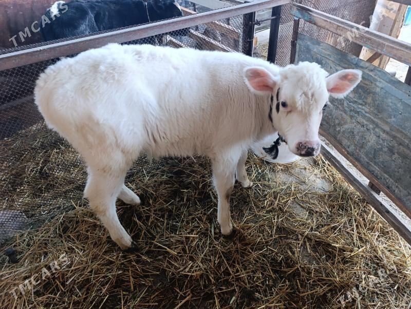 Göleler öküzler - Gökdepe - img 8