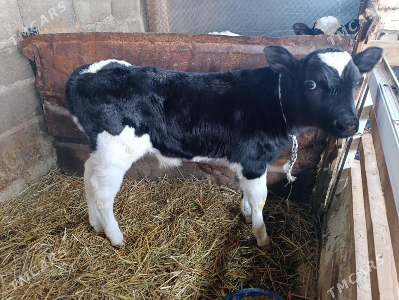 Göleler öküzler - Gökdepe - img 7