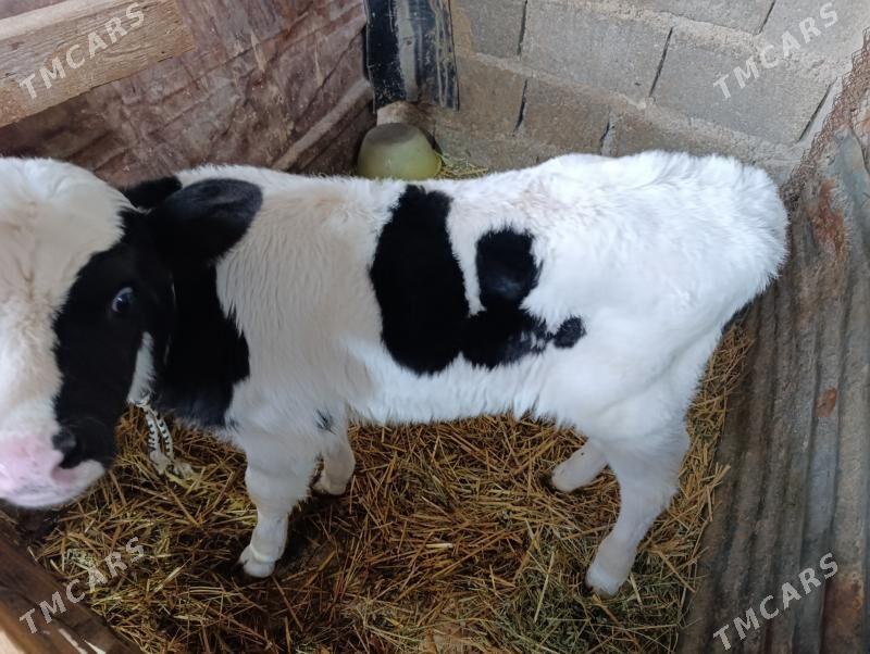 Göleler öküzler - Gökdepe - img 5