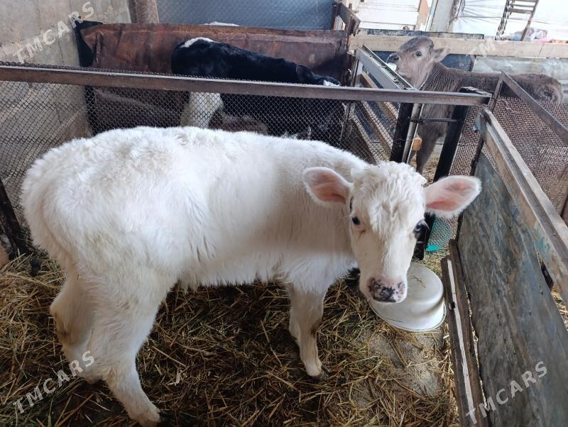 Göleler öküzler - Gökdepe - img 2