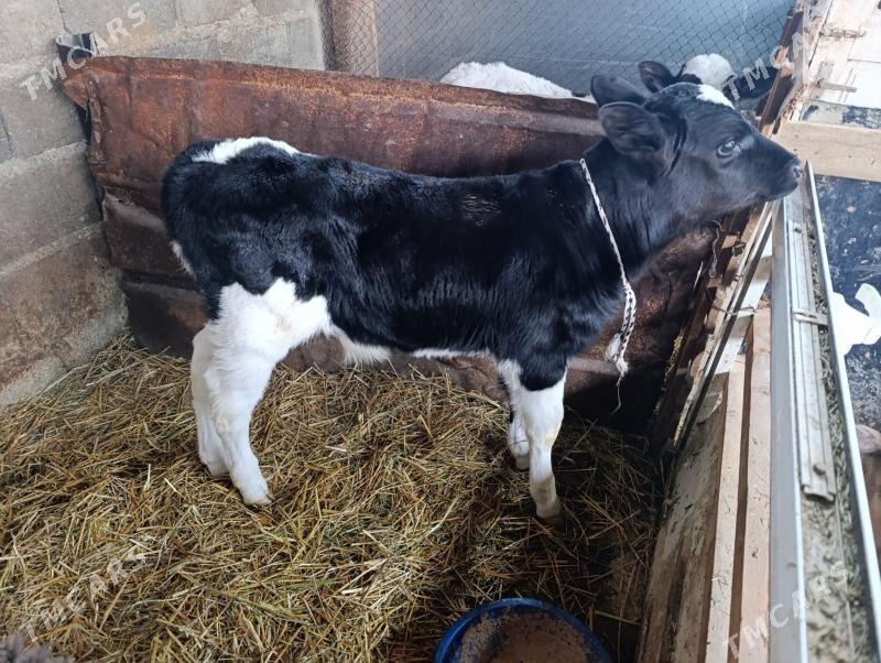 Göleler öküzler - Gökdepe - img 6