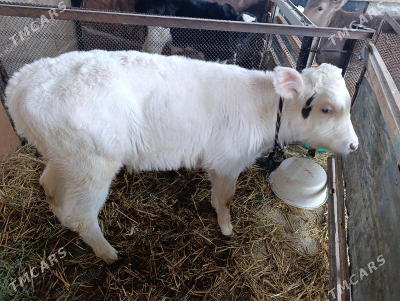 Göleler öküzler - Gökdepe - img 4