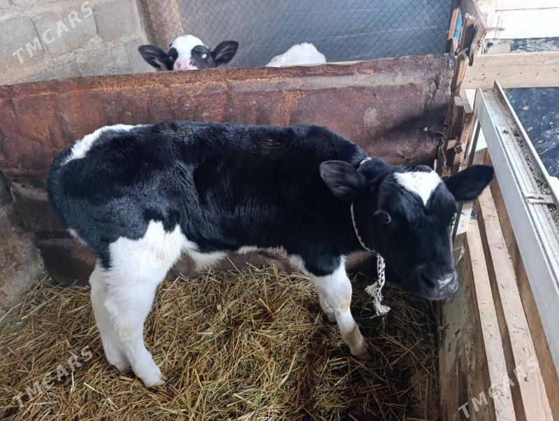 Göleler öküzler - Gökdepe - img 10