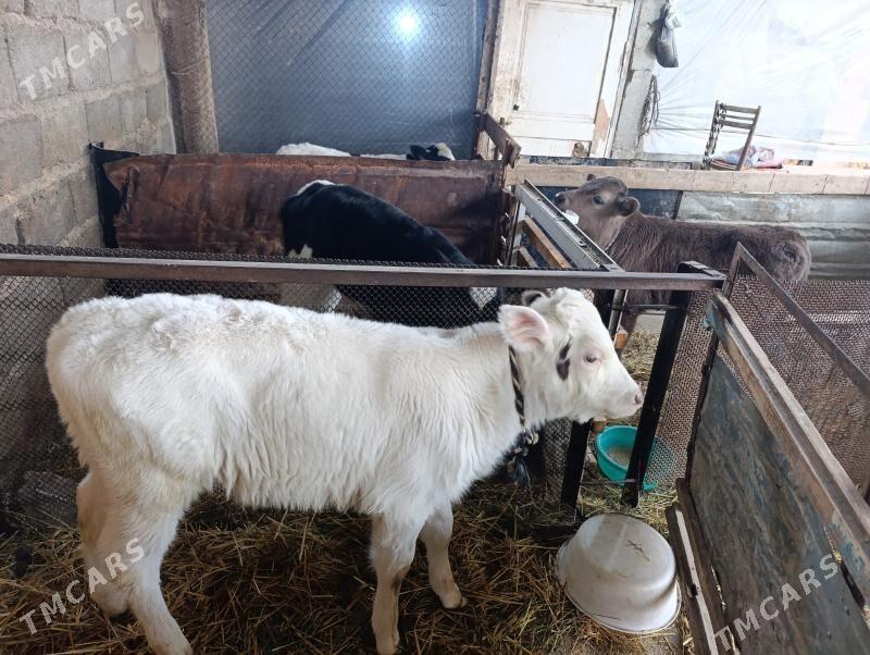 Göleler öküzler - Gökdepe - img 9