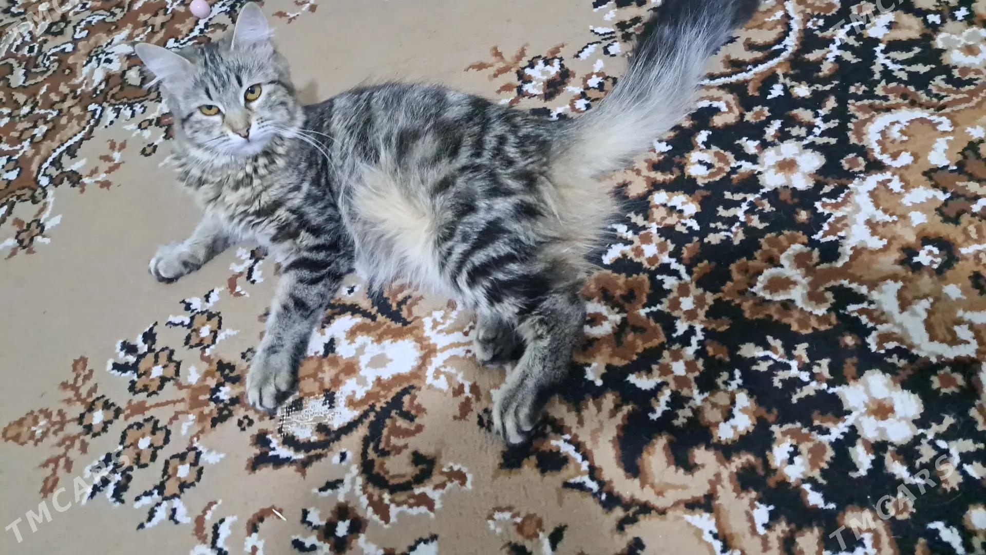 pisikler - Ашхабад - img 2