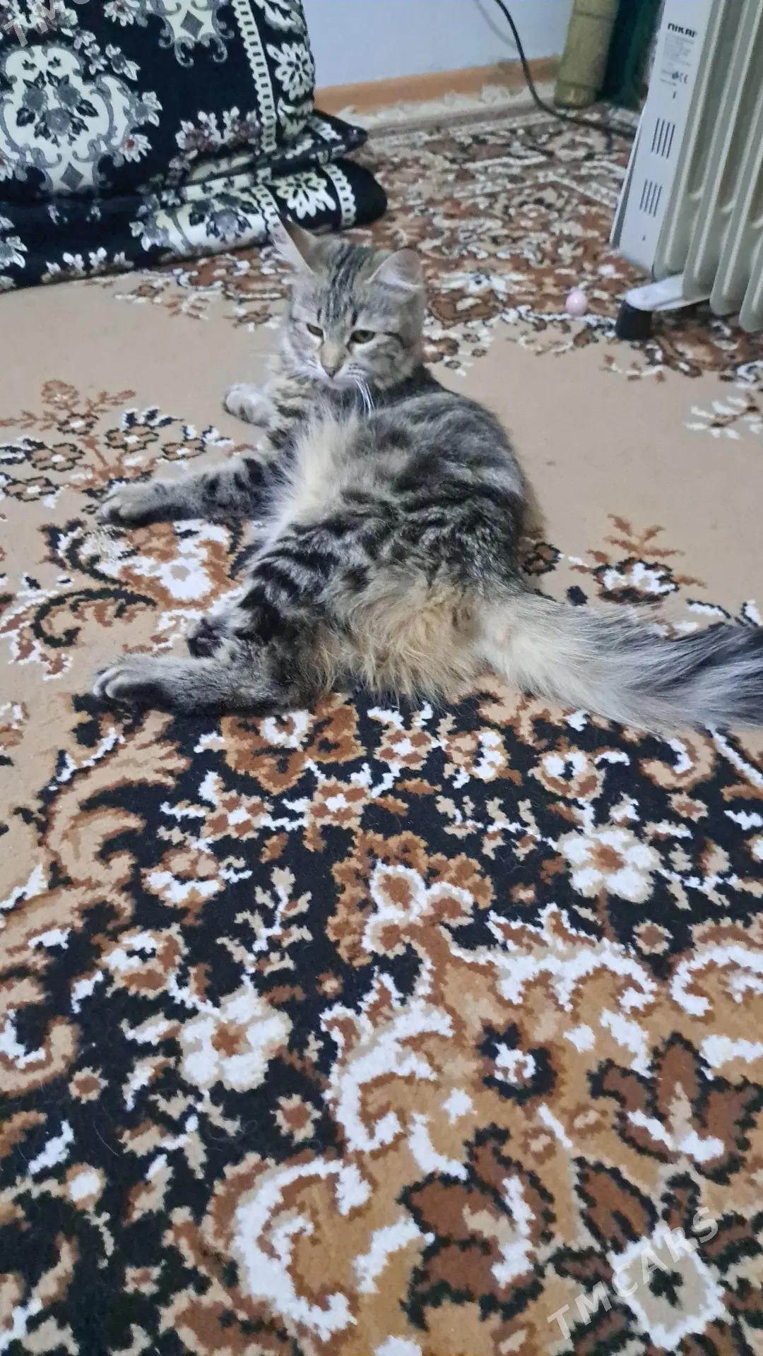 pisikler - Ашхабад - img 3