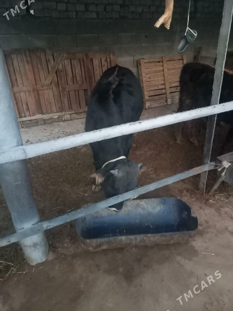 Okuz - Garadamak Şor - img 3