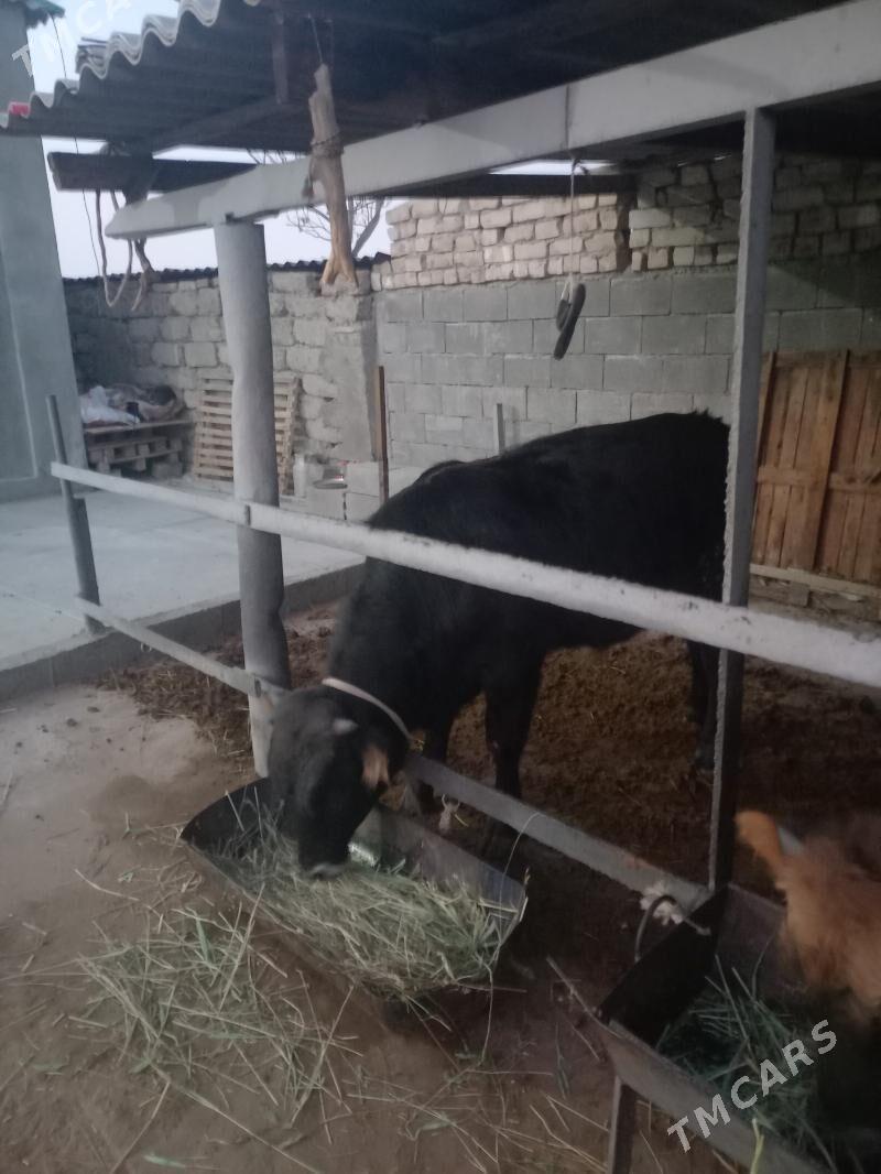 Okuz - Garadamak Şor - img 2