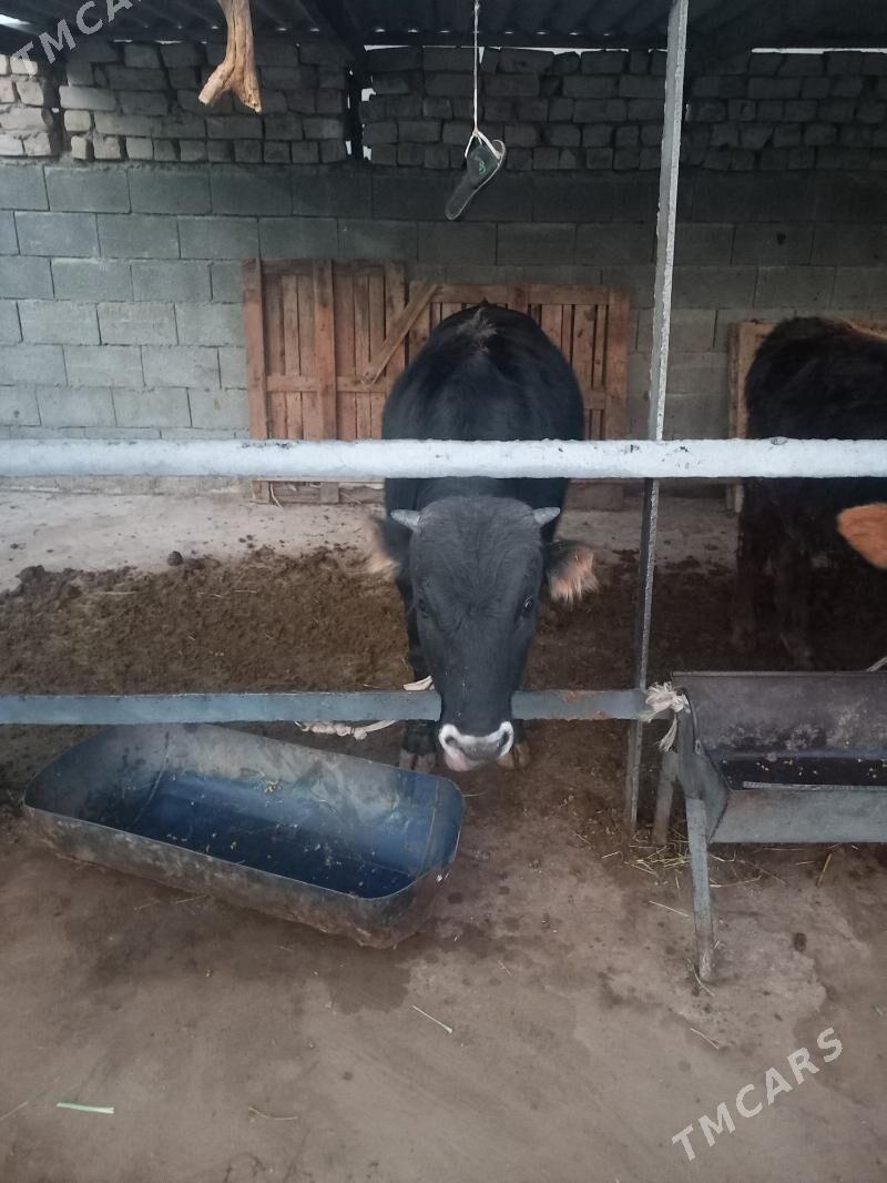 Okuz - Garadamak Şor - img 4