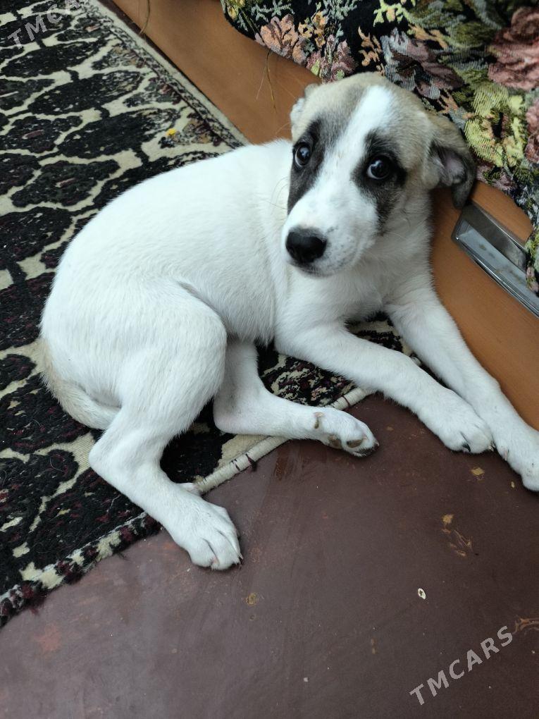 щенок - Ашхабад - img 2