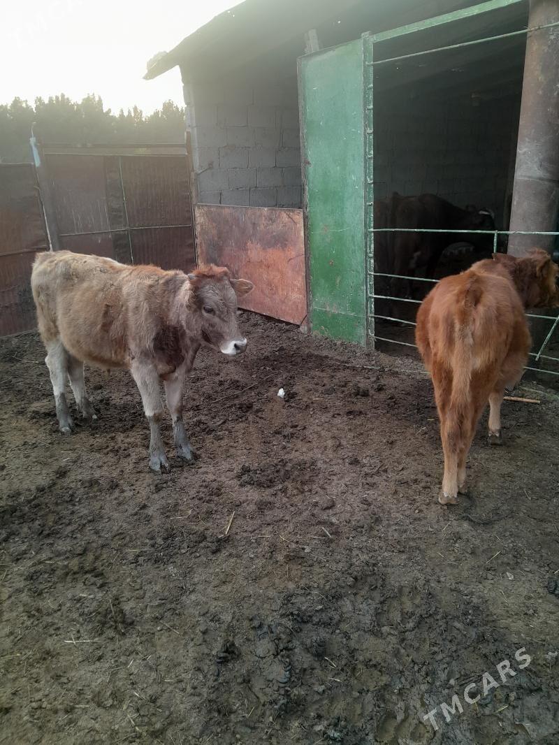 sygyr we okuzler - Mary - img 2