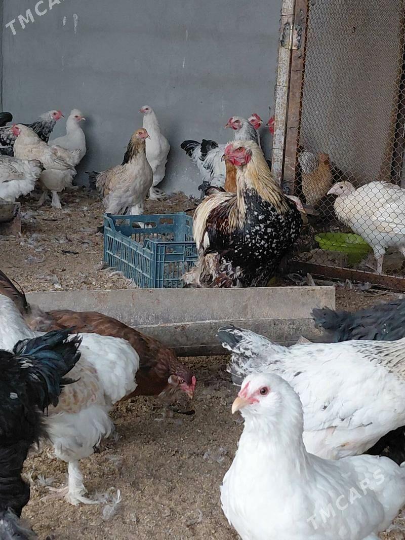 brama bolgar garysyk - Гёкдепе - img 2