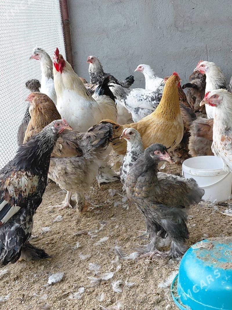 brama bolgar garysyk - Гёкдепе - img 1