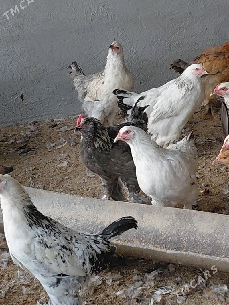 brama bolgar garysyk - Гёкдепе - img 4