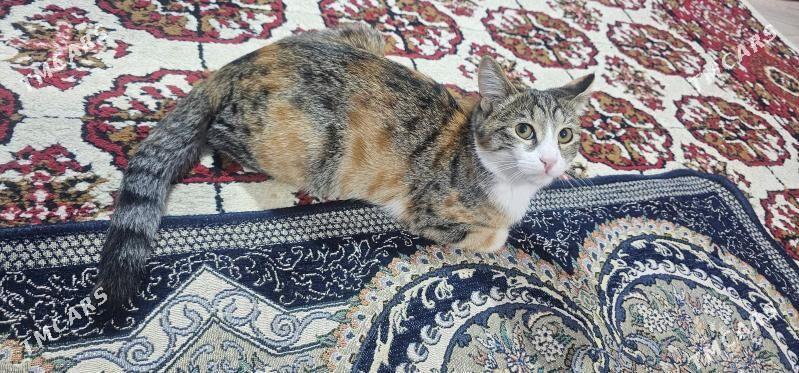 pişik - Чоганлы - img 2