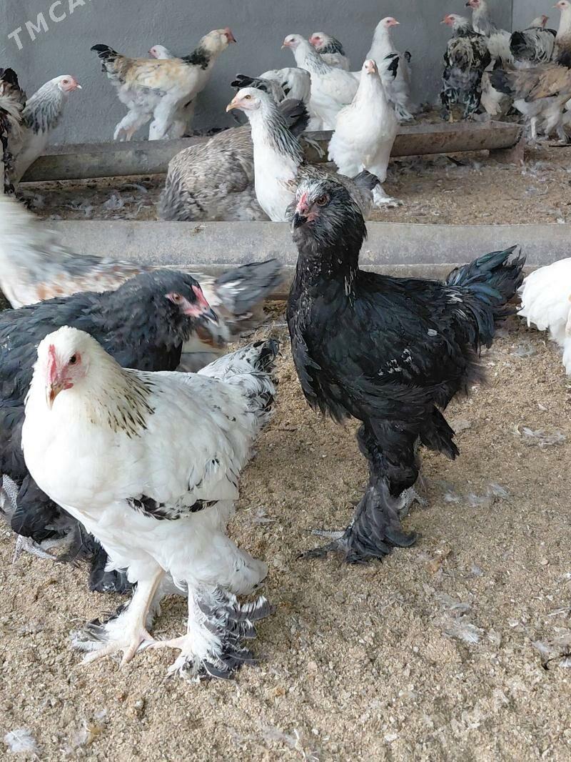 brama bolgar garysyk - Гёкдепе - img 3