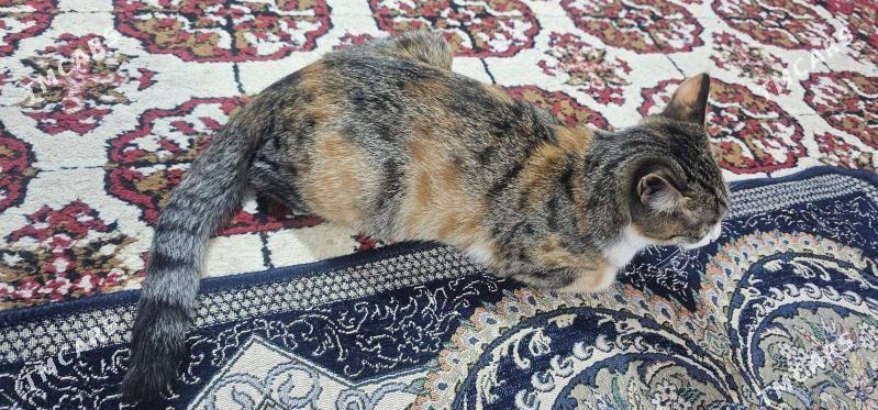 pişik - Чоганлы - img 3