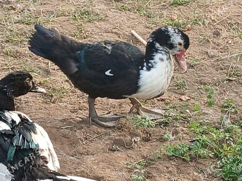 indukutga - Mary - img 2