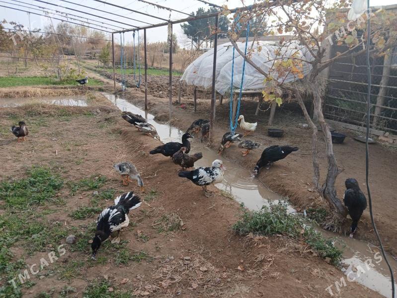 indukutga - Mary - img 3