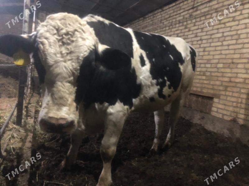 galysdeyn - Türkmenabat - img 4