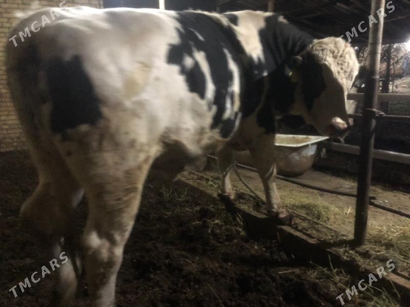 galysdeyn - Türkmenabat - img 3