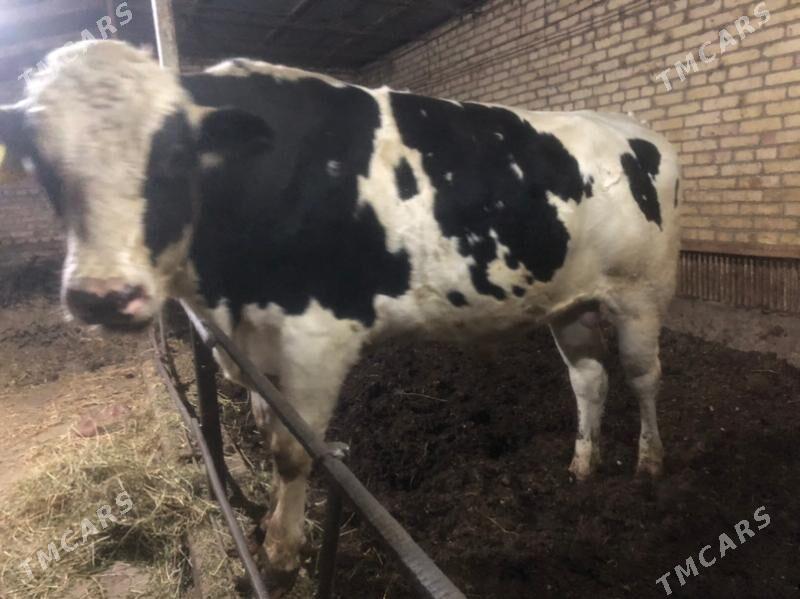 galysdeyn - Türkmenabat - img 2