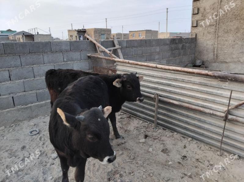 2õküz - Гызыларбат - img 3