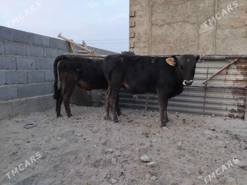 2õküz - Гызыларбат - img 2