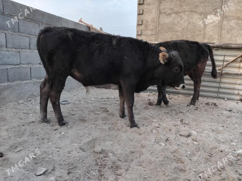 2õküz - Гызыларбат - img 4