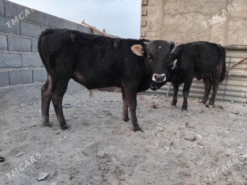 2õküz - Гызыларбат - img 5