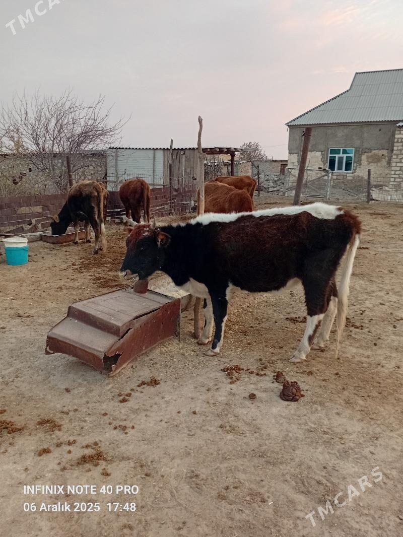 gaçar - Балканабат - img 1