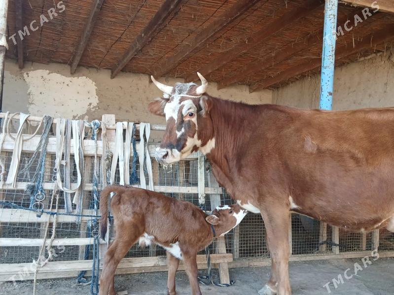 Goleli sygyr - Farap - img 3