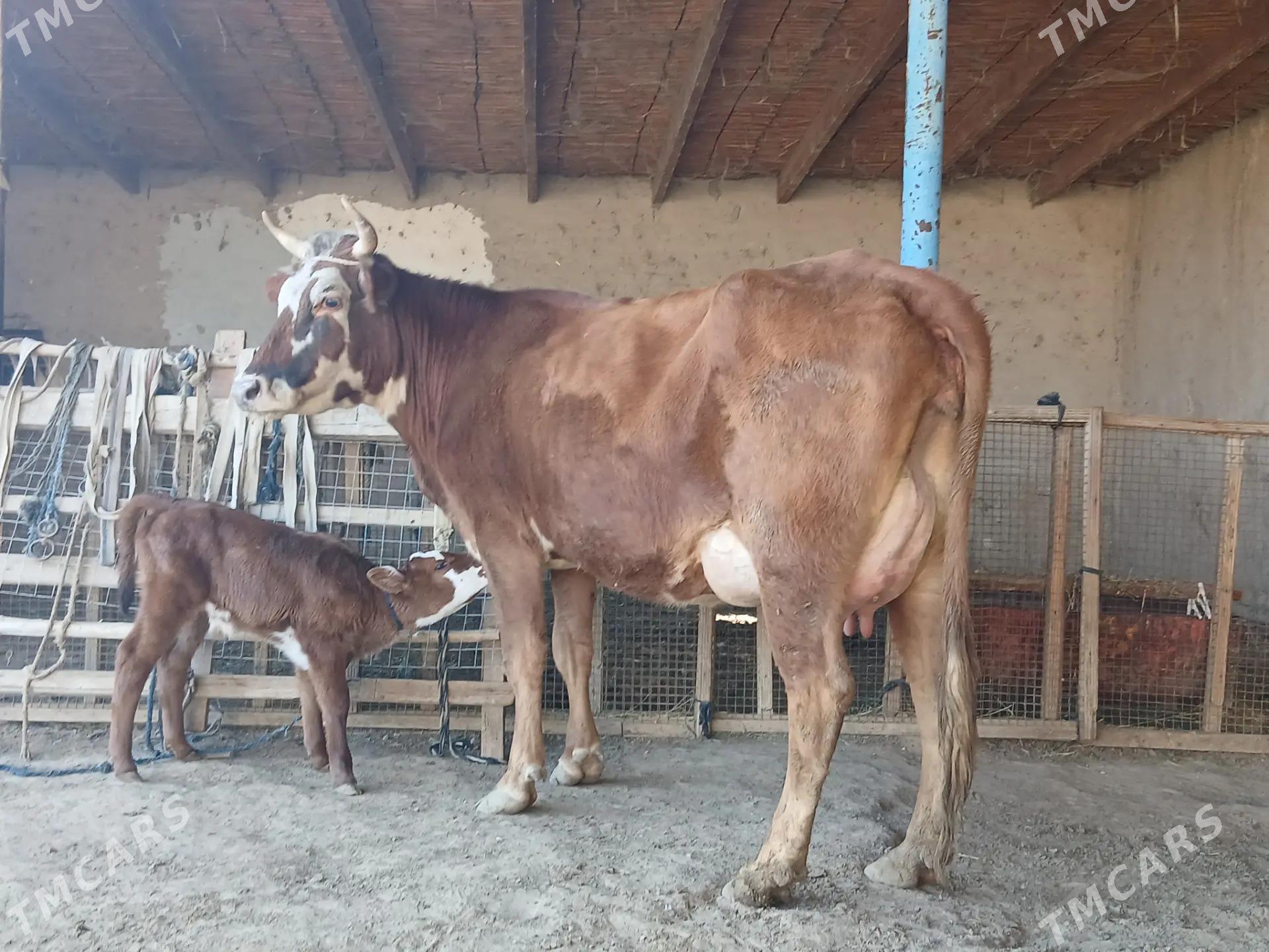 Goleli sygyr - Farap - img 2