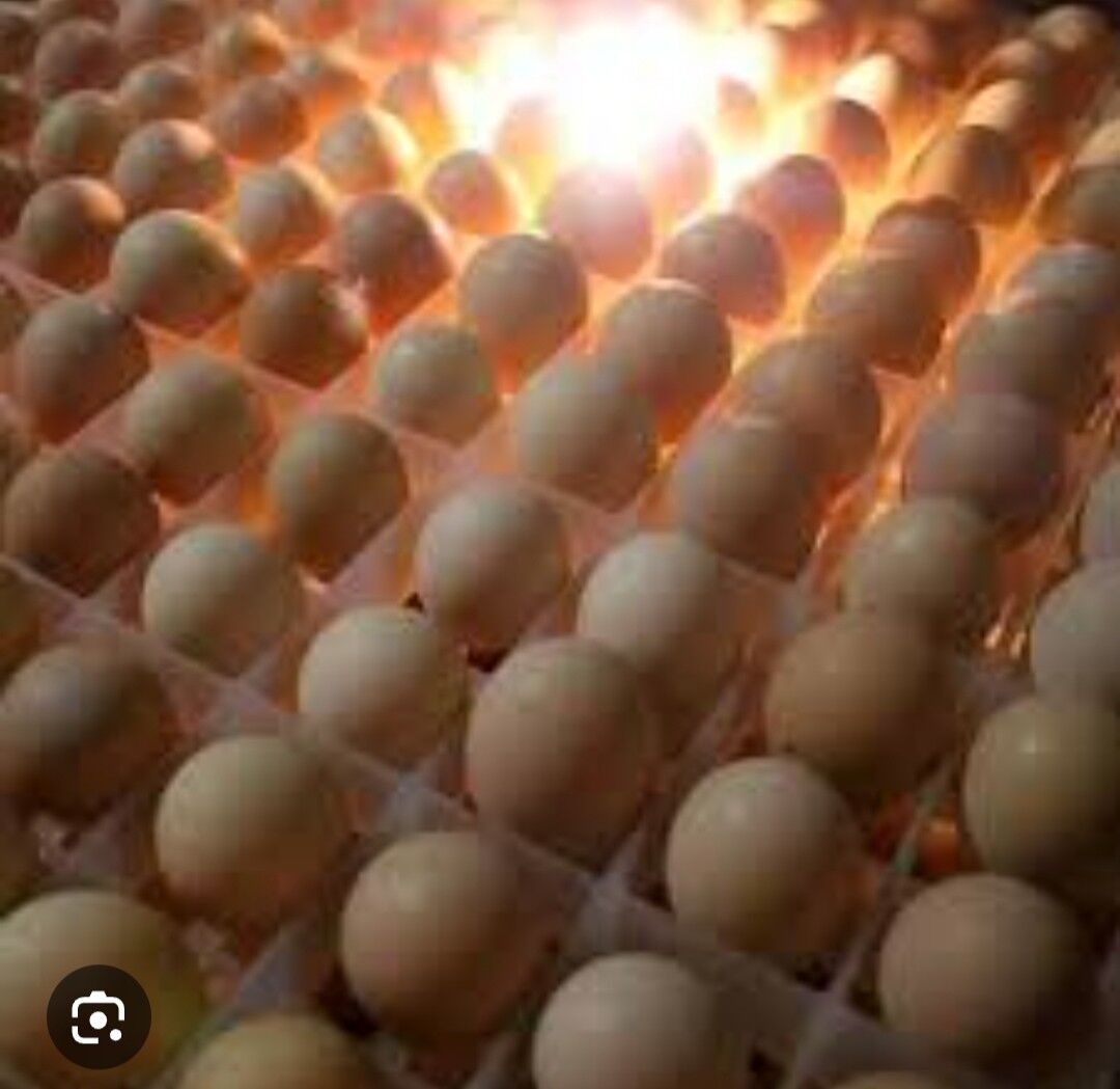 Inkubator - Туркменабат - img 4