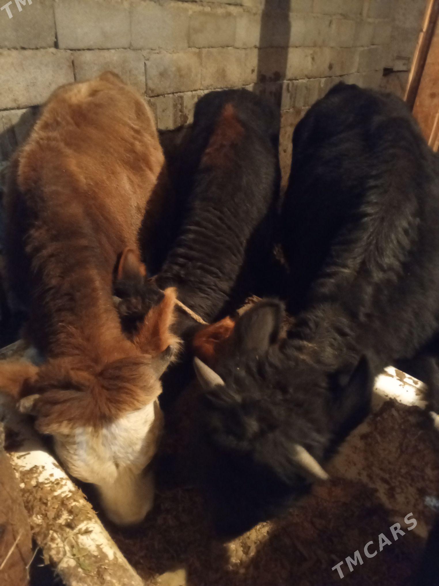 Okuz5-sany - Ашхабад - img 3