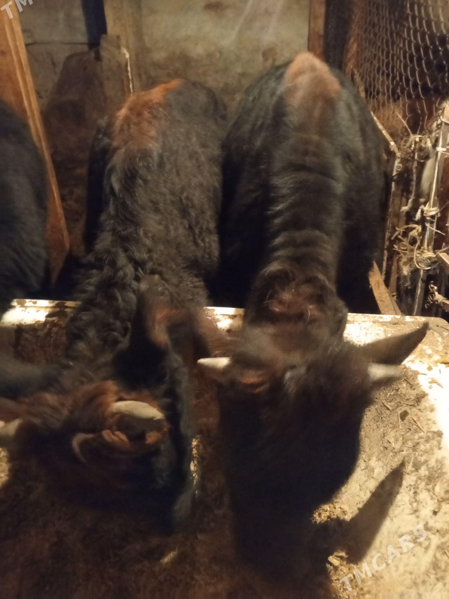 Okuz5-sany - Ашхабад - img 2