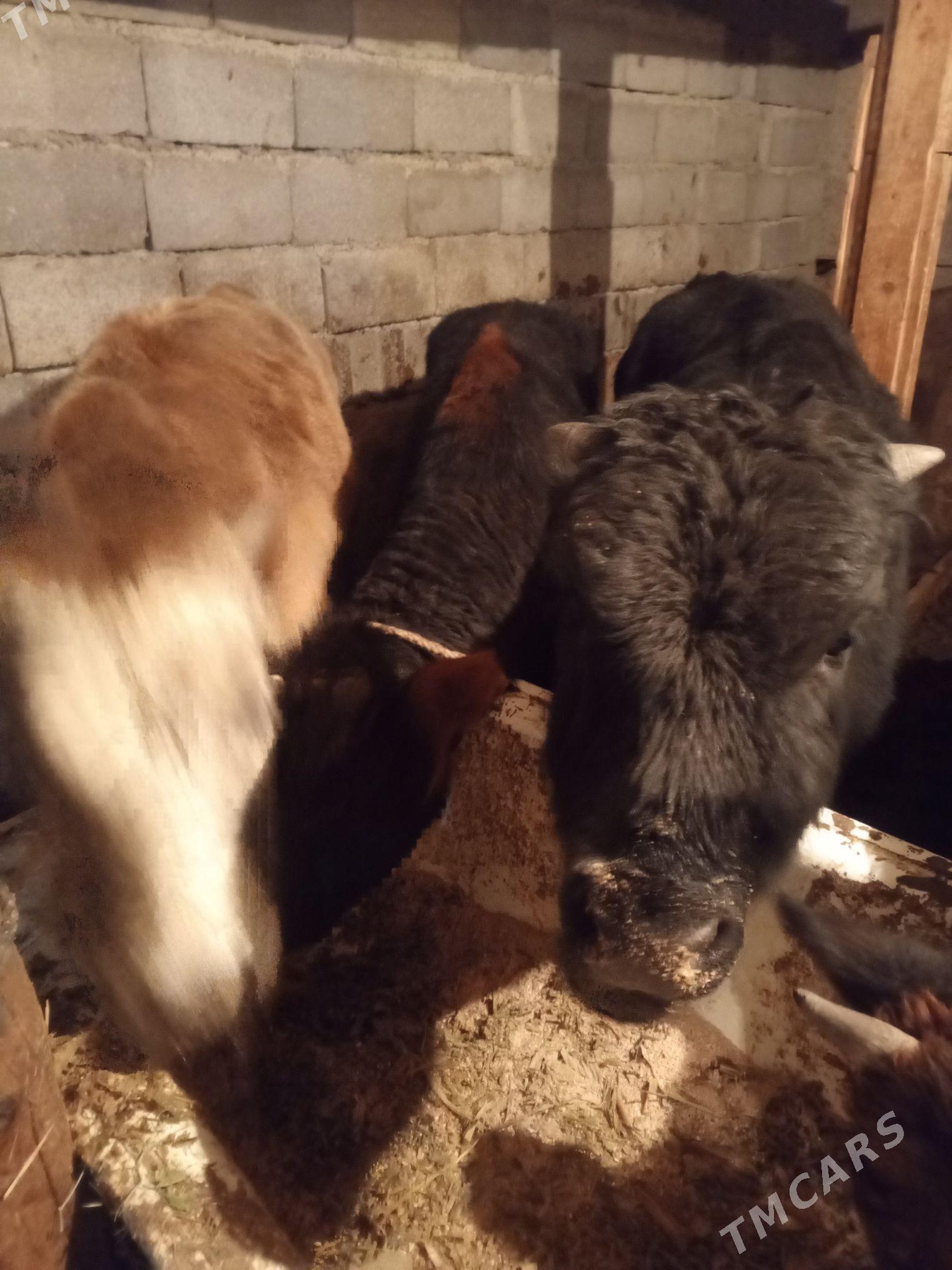 Okuz5-sany - Ашхабад - img 10