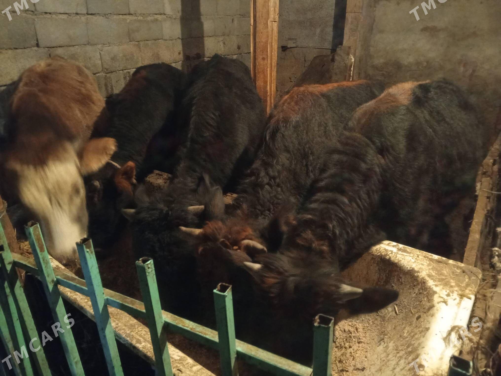 Okuz5-sany - Ашхабад - img 8