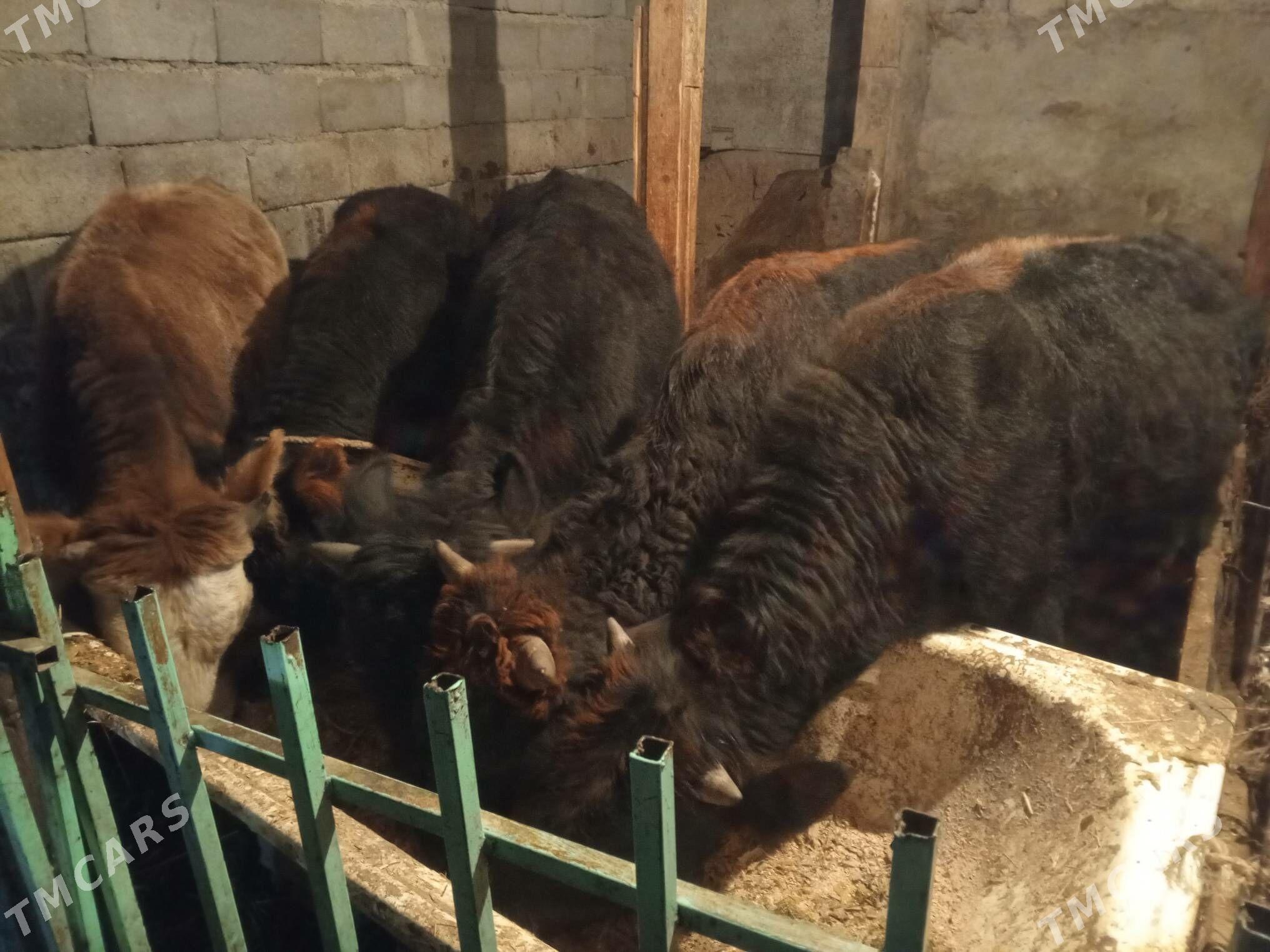 Okuz5-sany - Ашхабад - img 5