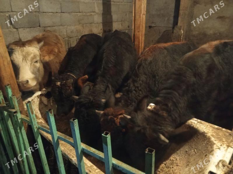 Okuz5-sany - Ашхабад - img 9